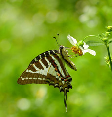 butterfly on flower