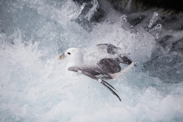 Baby arctic fulmar