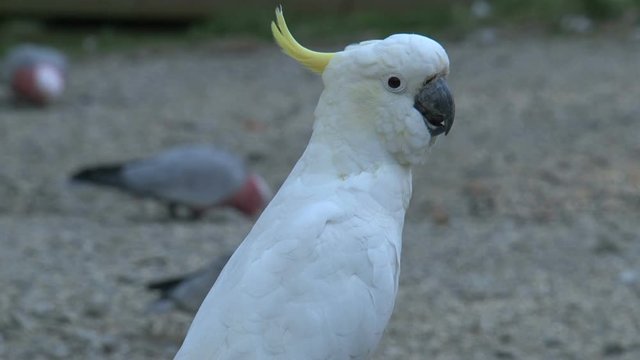 bird06