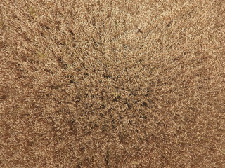 field of wheat, a top view