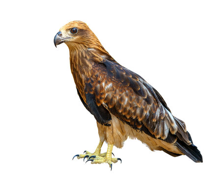 young brown eagle  isolated over white