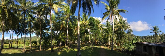 Fototapeta na wymiar Farm land with palmtrees panorama at the countryside