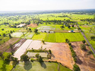 Aerial view of rice fields