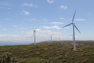 Albany Wind Farm