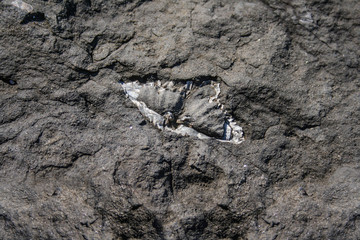 Brachiopod in Permian siltstone rock platform. Ulladulla, New South Wales, Australia.