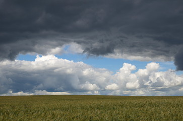 Fototapeta na wymiar Storm clouds over a field of rye