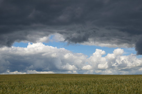 Storm clouds over a field of rye © koromelena