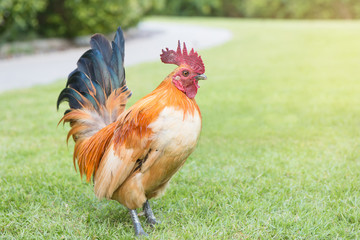 Colorful cock (or rooster) with green free range farm background.