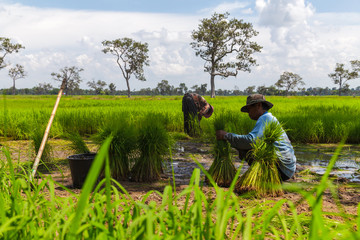 Farmers working in rice field