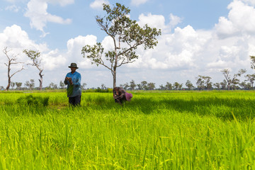 Fototapeta premium Farmers working in rice field