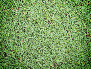 Grass
