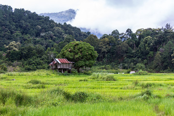 Fototapeta na wymiar Terraced Rice Field, Pha Mon Chiangmai Thailand