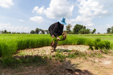Farmers working in rice field