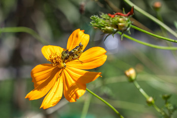 Grasshopper on Cosmos flower..