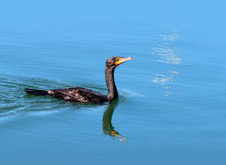 Double-crested Cormorant