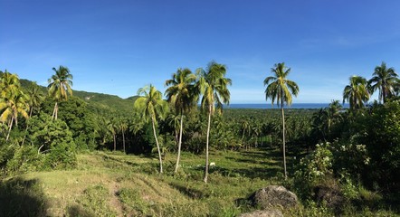 Fototapeta na wymiar Farm land with palmtrees panorama in the hills of Anda