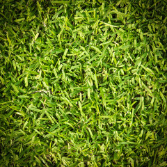 Fototapeta na wymiar green grass background texture 