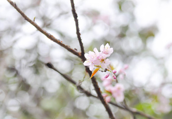 Wild Himalayan Cherry  or Wild Himalayan tree in the garden