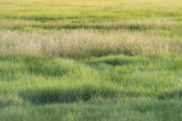 Green meadow - 116515231
