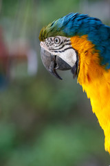 ルリコンゴウインコ