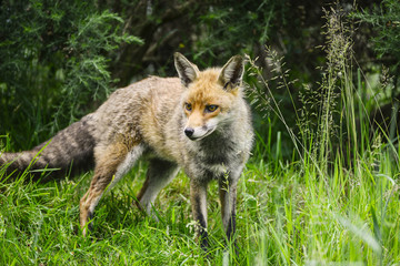 Stunning male fox in long lush green grass of Summer field