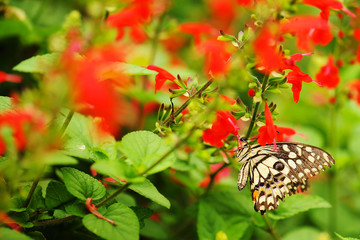 butterfly and flower in garden