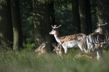 Group of young Fallow Deer dama dama stags in countryside landsc