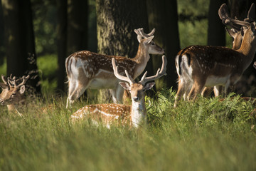 Naklejka na ściany i meble Group of young Fallow Deer dama dama stags in countryside landsc