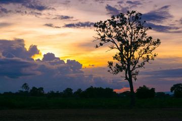 Fototapeta na wymiar Tree Siluate Beautiful Silhouette tree sunset time