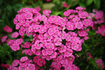 Dianthus flower (Dianthus chinensis) in garden