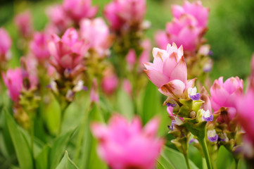 Fototapeta na wymiar Beautiful siam tulips blooming in garden