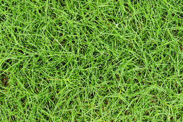 fresh grass with water drops background