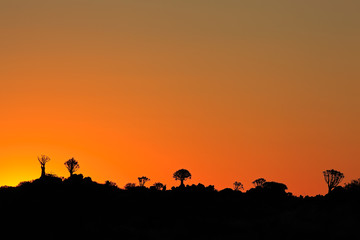 Fototapeta na wymiar Silhouettes of quiver trees (Aloe dichotoma) at sunset, Namibia, southern Africa.