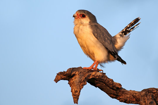 A pygmy falcon (Polihierax semitorquatus) perched on a branch, South Africa.