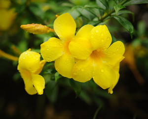 Obraz premium yellow allamanda flowers