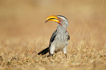 Yellow-billed hornbill (Tockus flavirostris) sitting on the ground, South Africa.