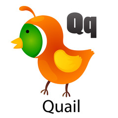 Alphabet letter Q-Quail