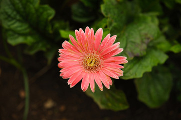 Beautiful gerbera flower in garden