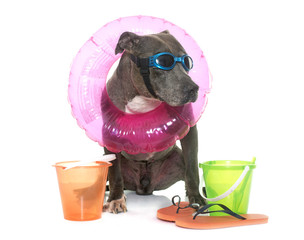 old pitbull in studio