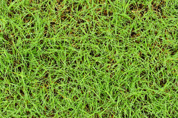 fresh grass with water drops background