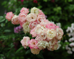 Bunch pink roses in soft blur background