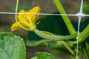 The growth and blooming of garden cucumbers