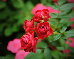 Obraz na płótnie Canvas Red Rose on the Branch in the Garden