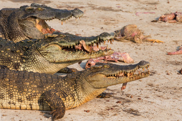 Obraz premium wildlife crocodile catches and eating a chicken