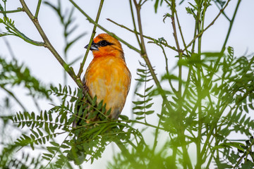 Cardinal
Cardinal rouge de la Réunion