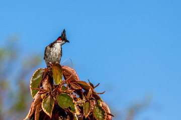 Mer de Maurice
Bulbul Orphée de Maurice