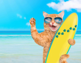 Obraz premium Beautiful surfer cat on the beach .