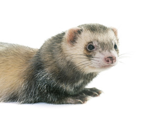 ferret in studio