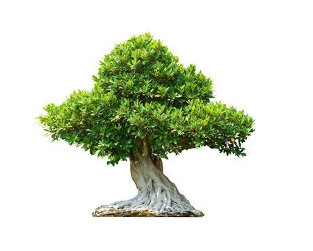 bonsai tree lsolated on white background