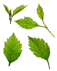 Set of green leaves